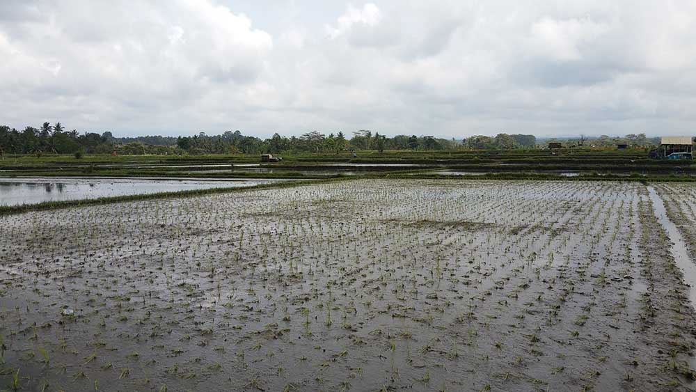 indonesia bali ubud campos de arroz