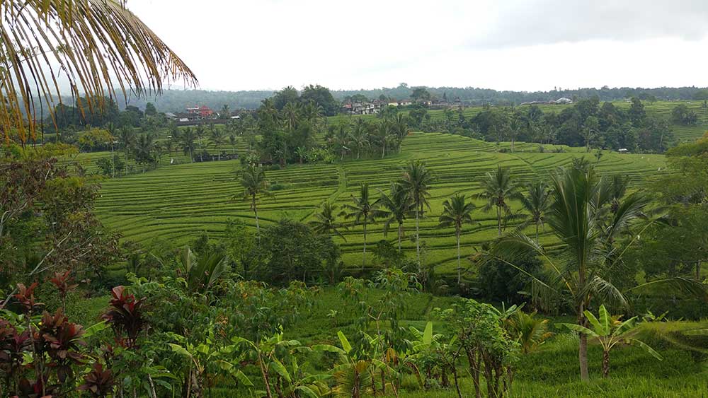 indonesia bali ubud campos de arroz jatiluwih moto