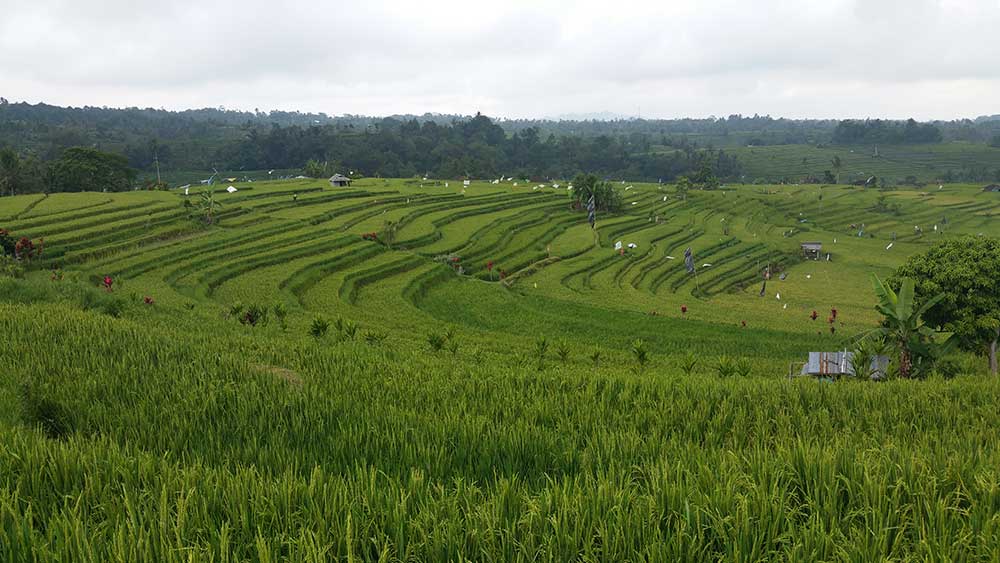 indonesia bali ubud campos de arroz jatiluwih