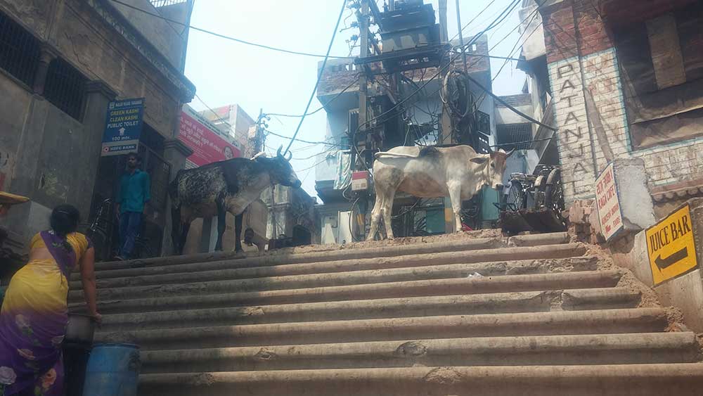 vacas ganges varanasi benares uttar pradesh india viajar solo