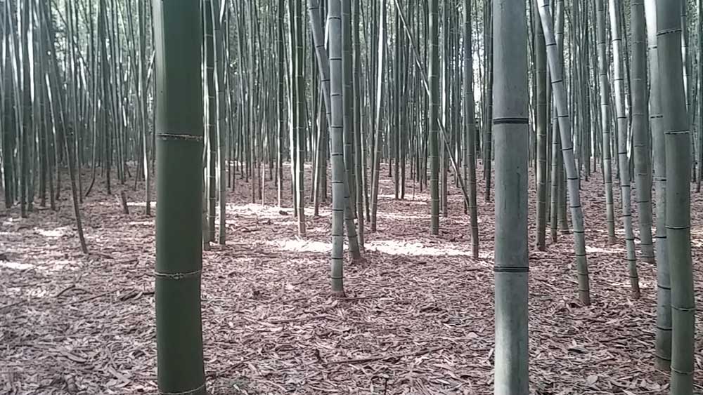 japon kioto kyoto viajar solo arashiyama bosque bambu