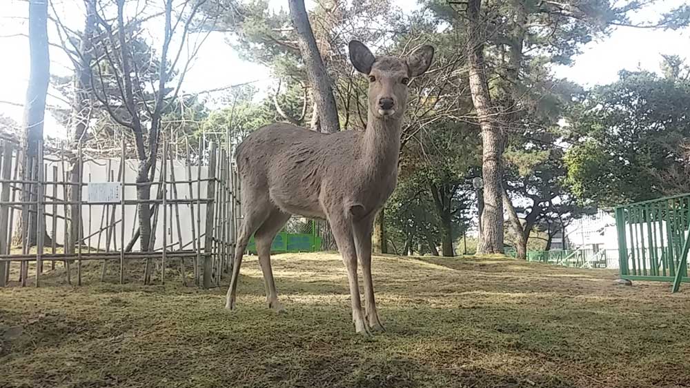 japon nara viajar solo ciervos templo parque